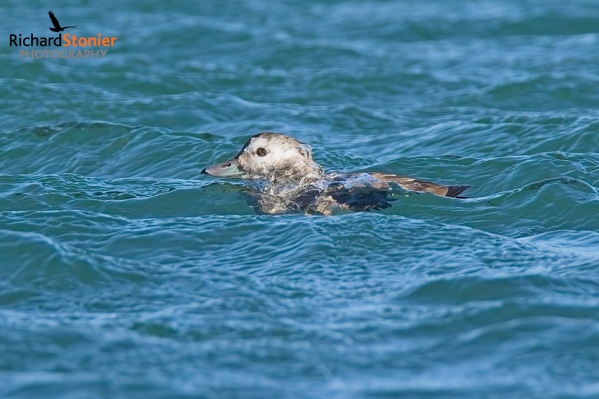Long-tailed Duck