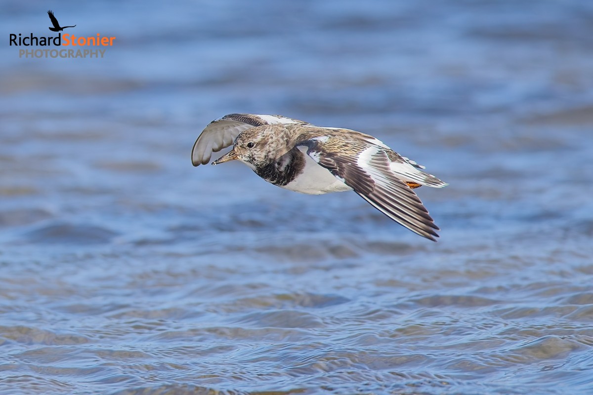 Turnstone