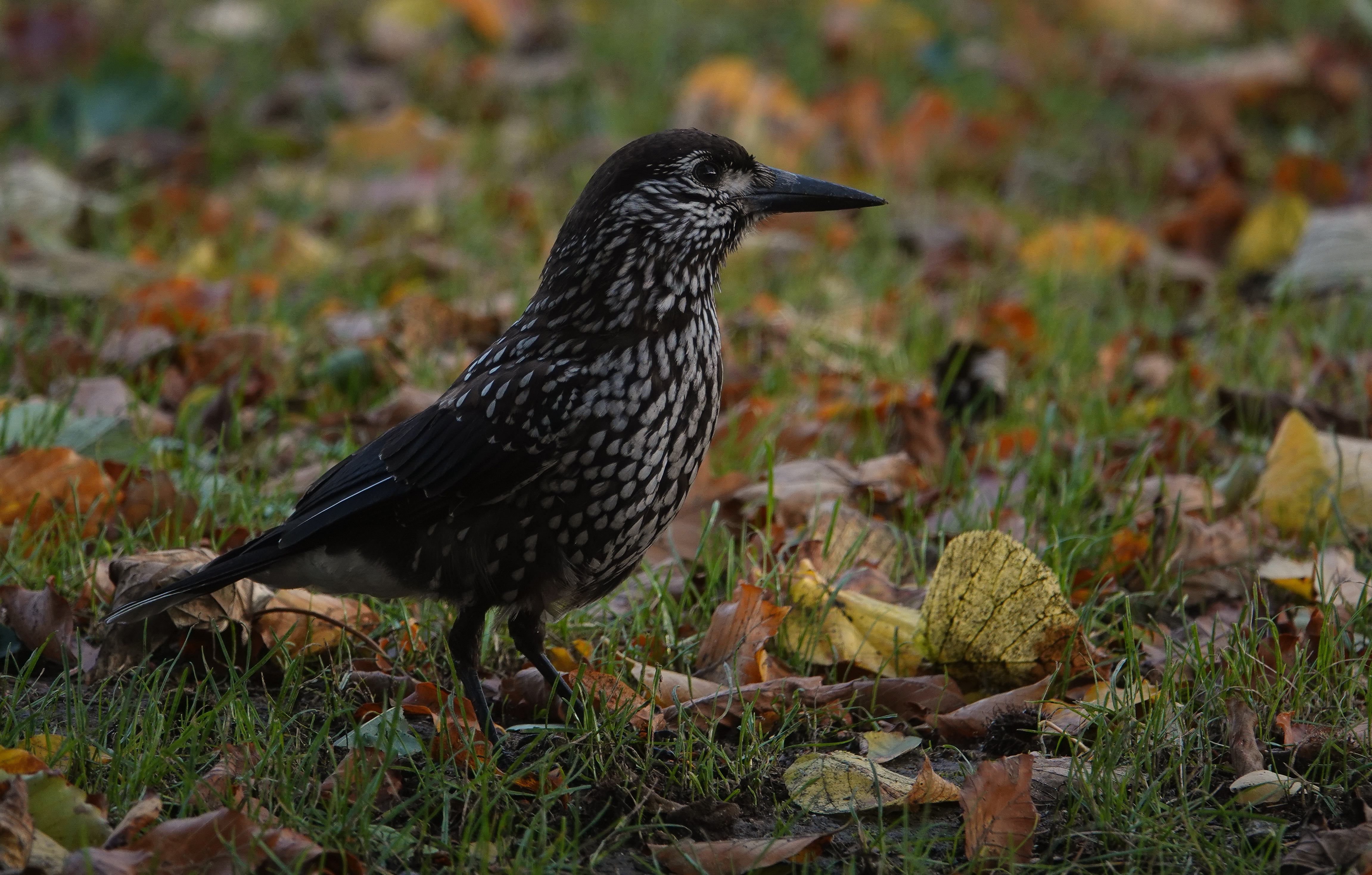 Slender-billed Nutcracker