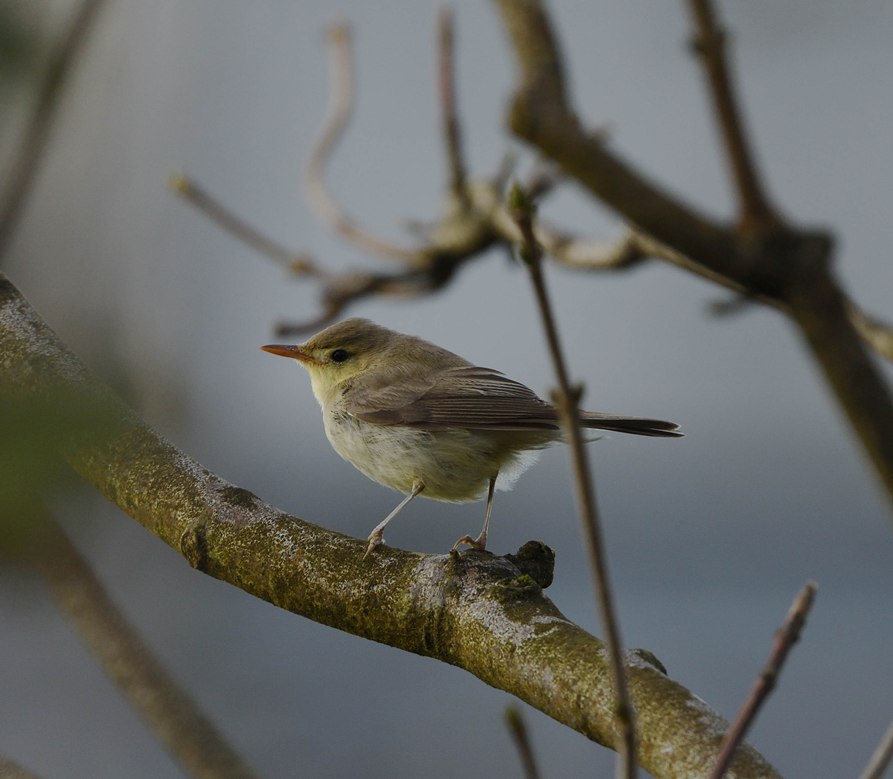 Melodious Warbler