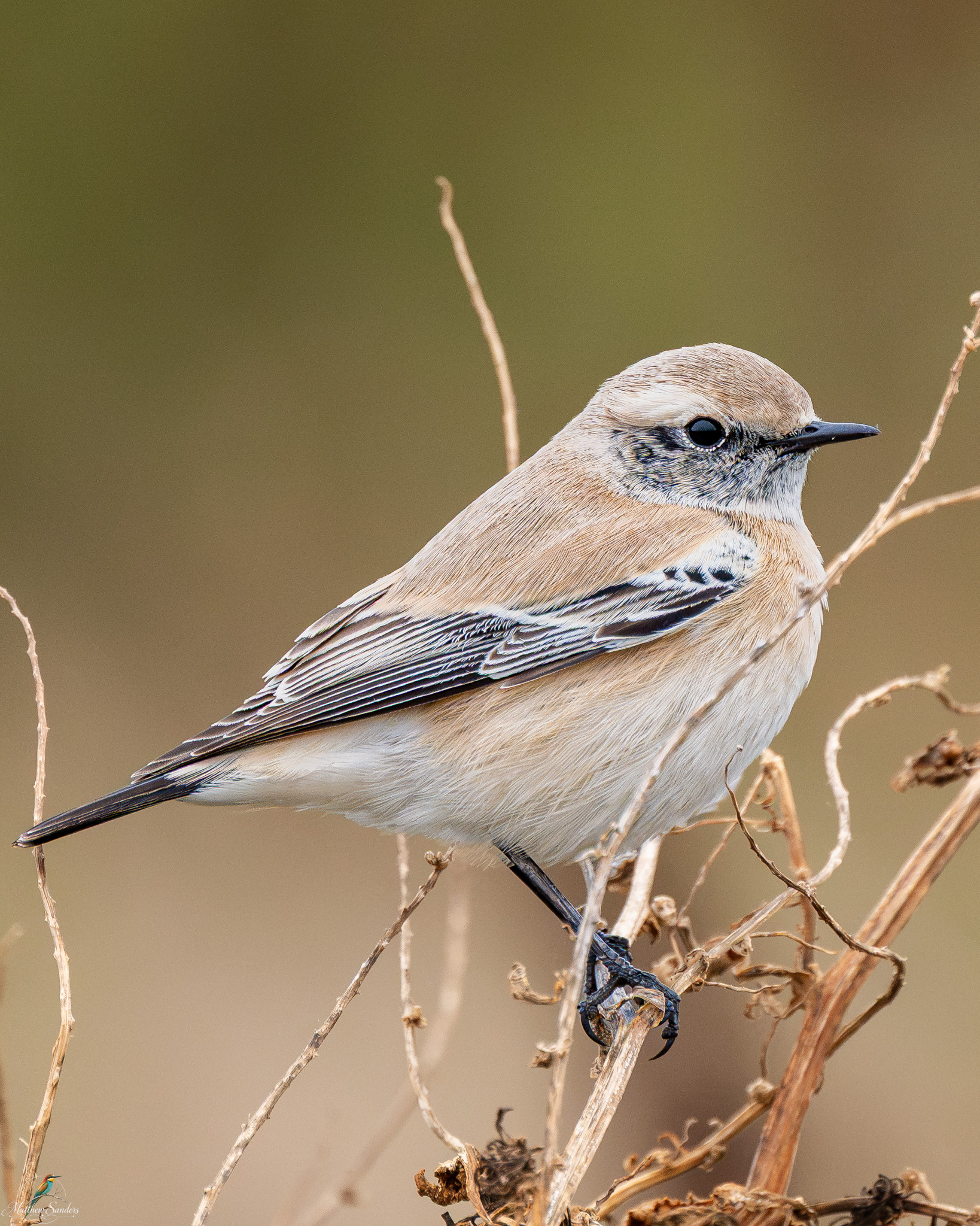 Desert Wheatear