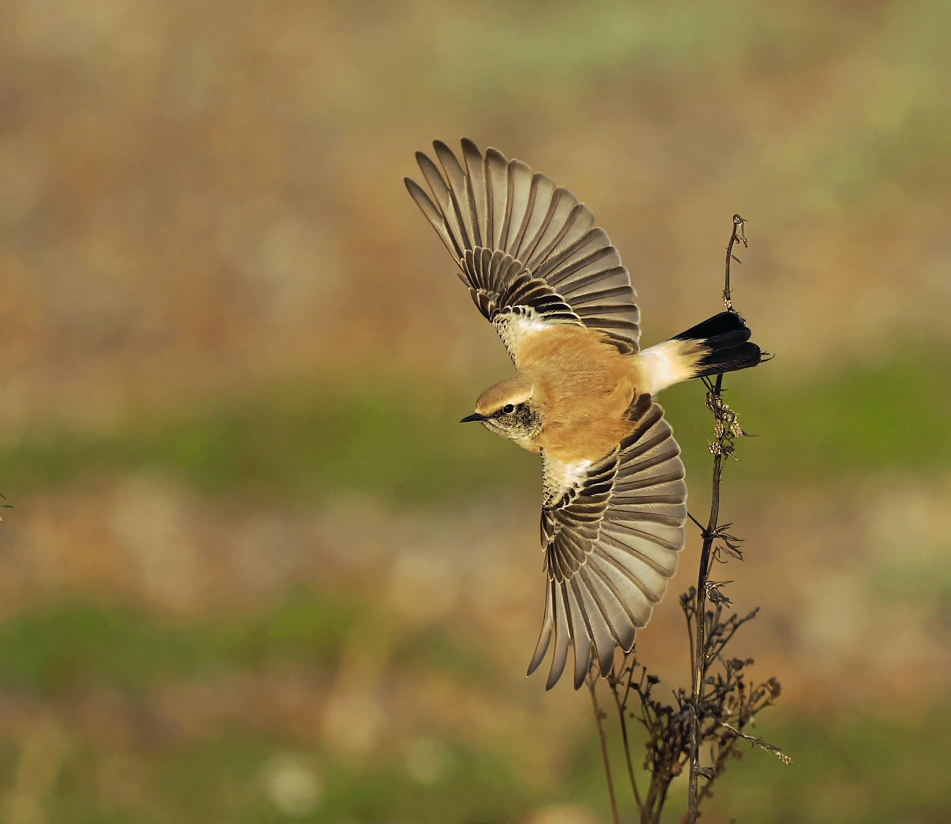 Desert Wheatear