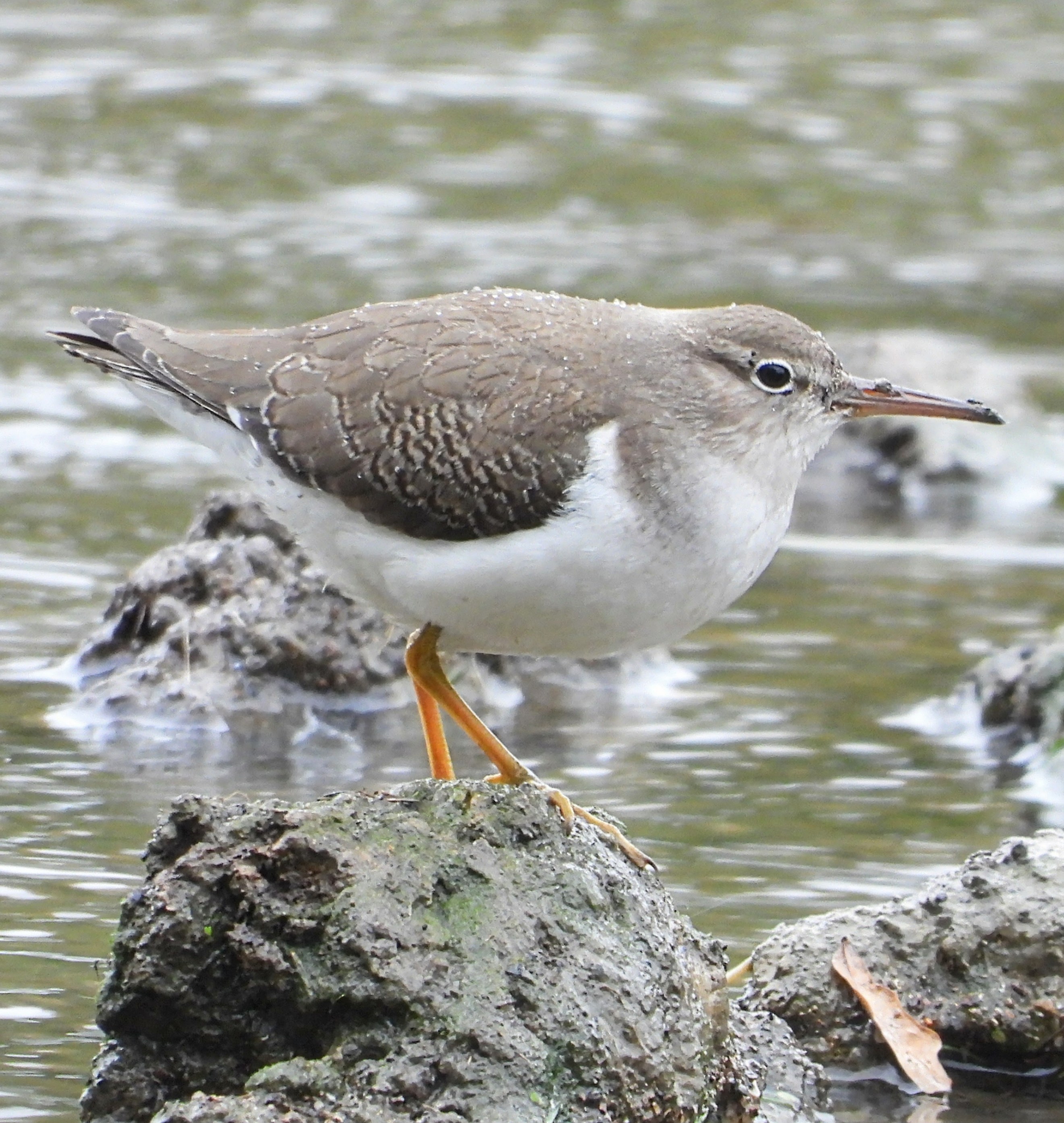 Spotted Sandpiper