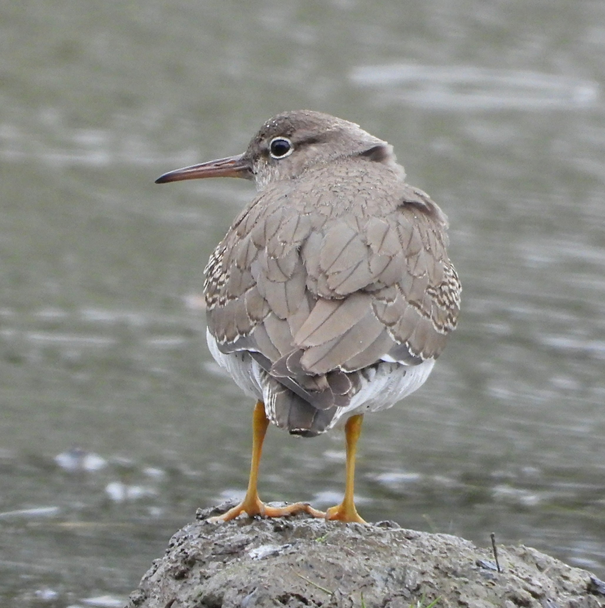Spotted Sandpiper
