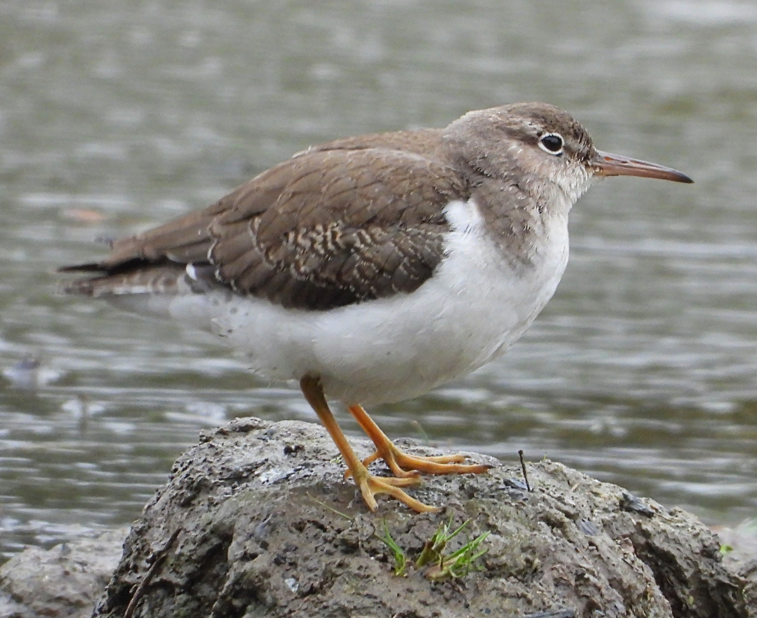 Spotted Sandpiper