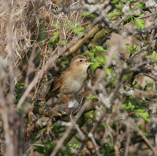 Grasshopper Warbler