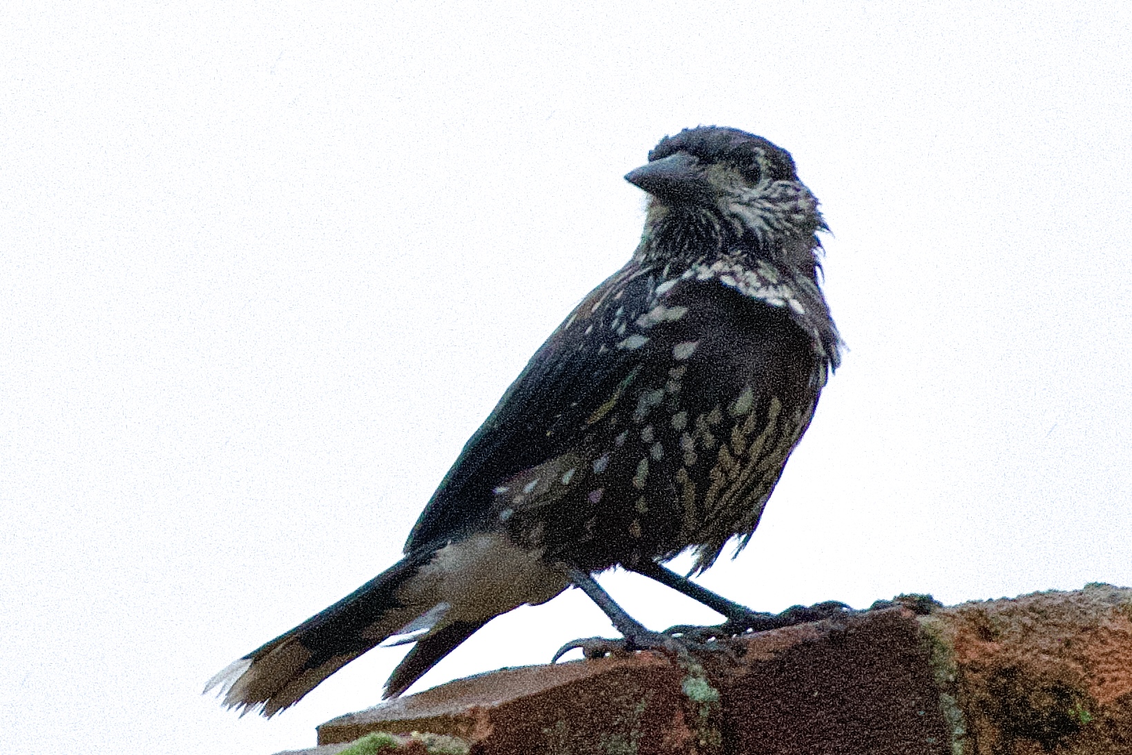 Slender-billed Nutcracker