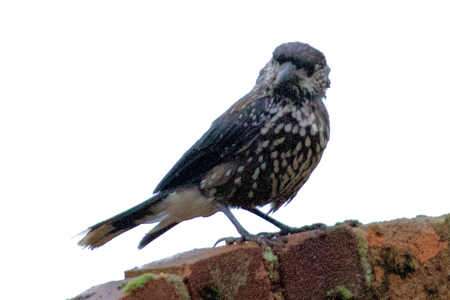 Slender-billed Nutcracker