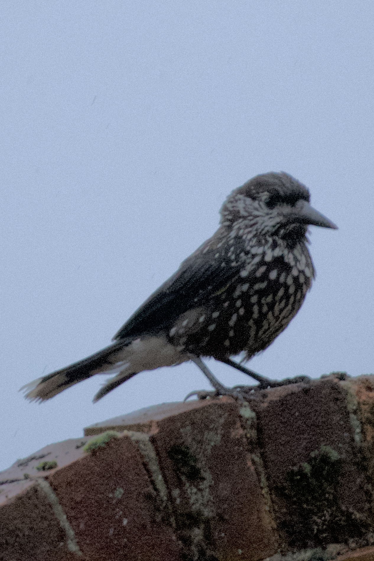 Slender-billed Nutcracker