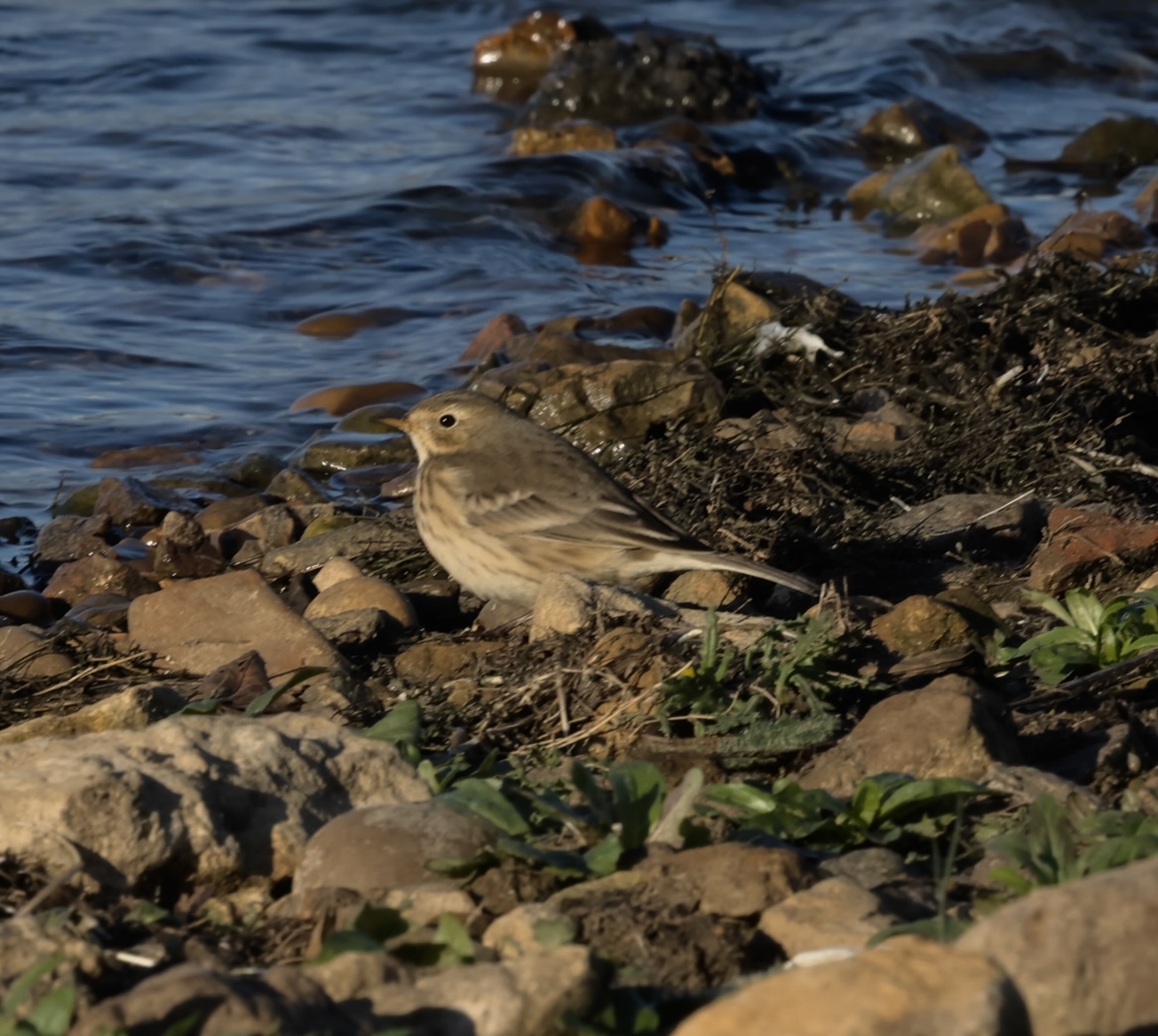 American Pipit