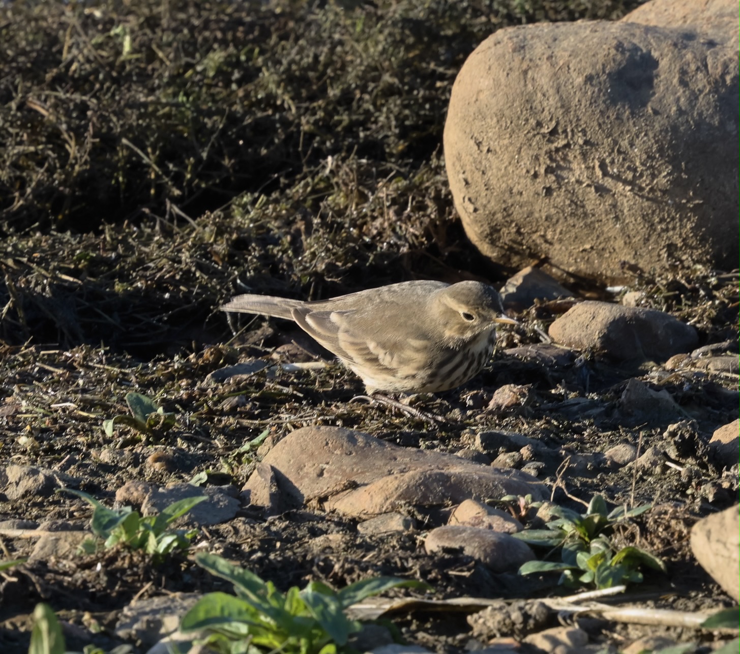 American Pipit