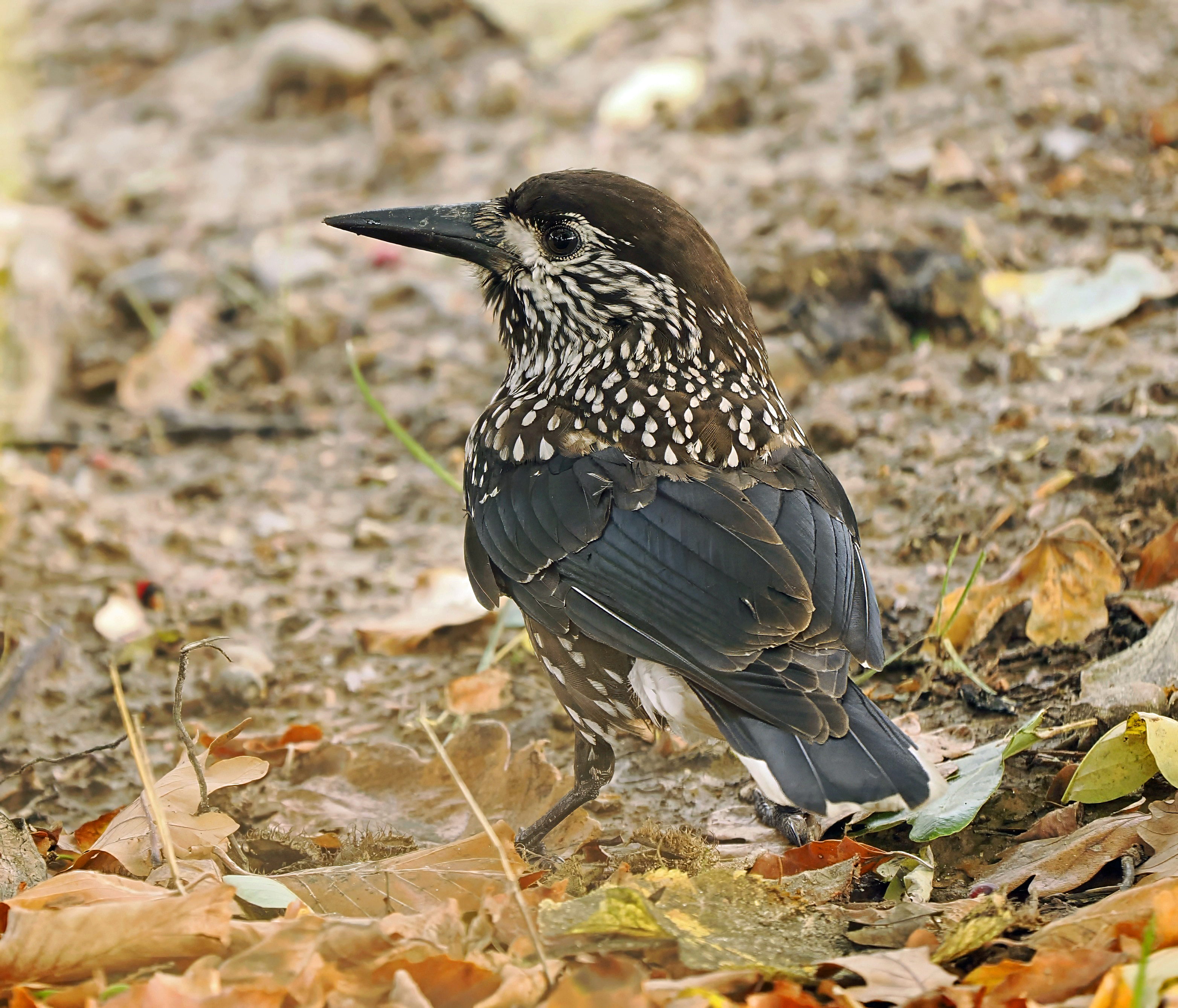 Slender-billed Nutcracker