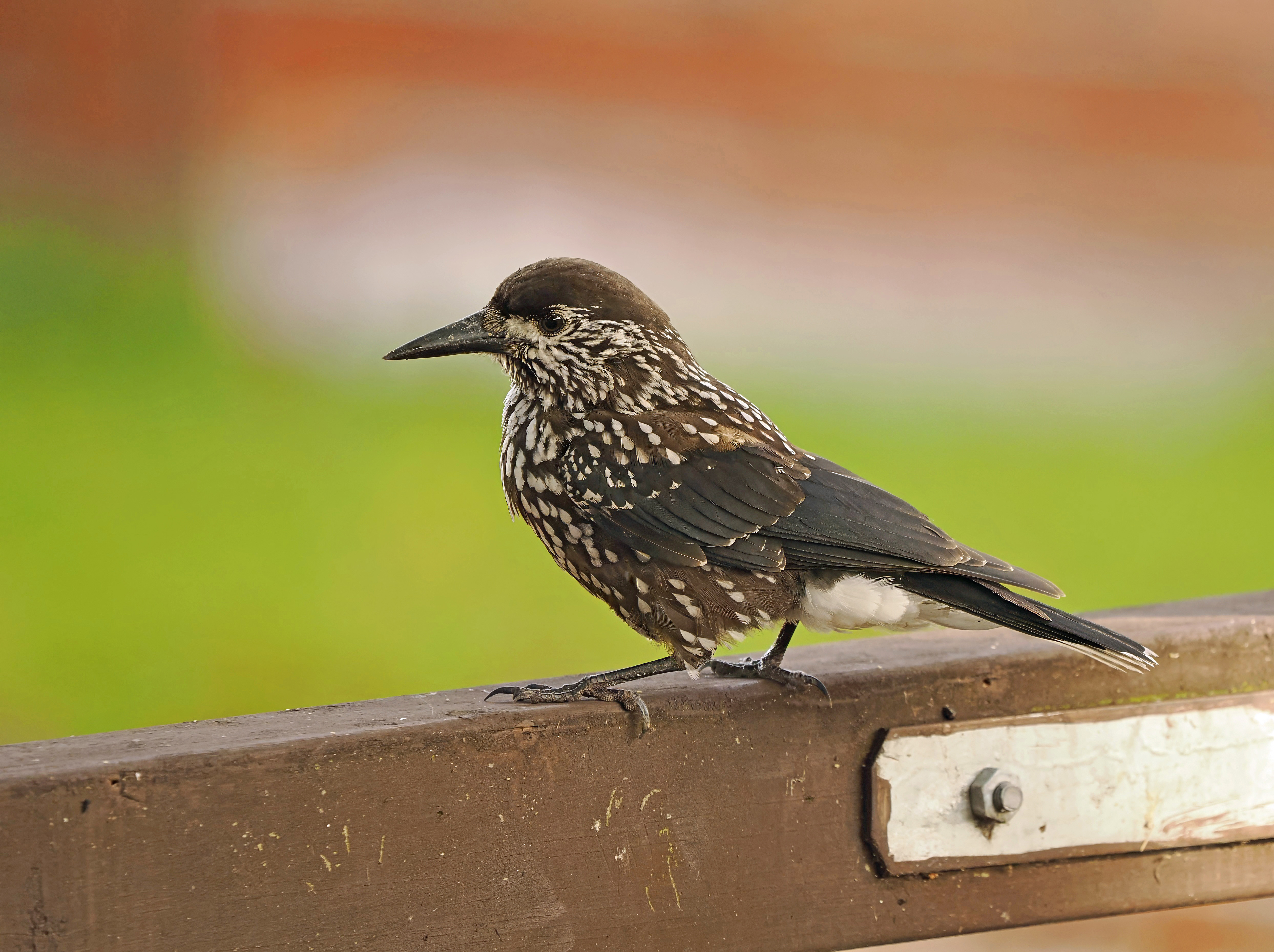 Slender-billed Nutcracker