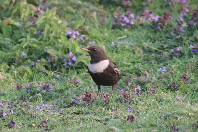 Ring Ouzel