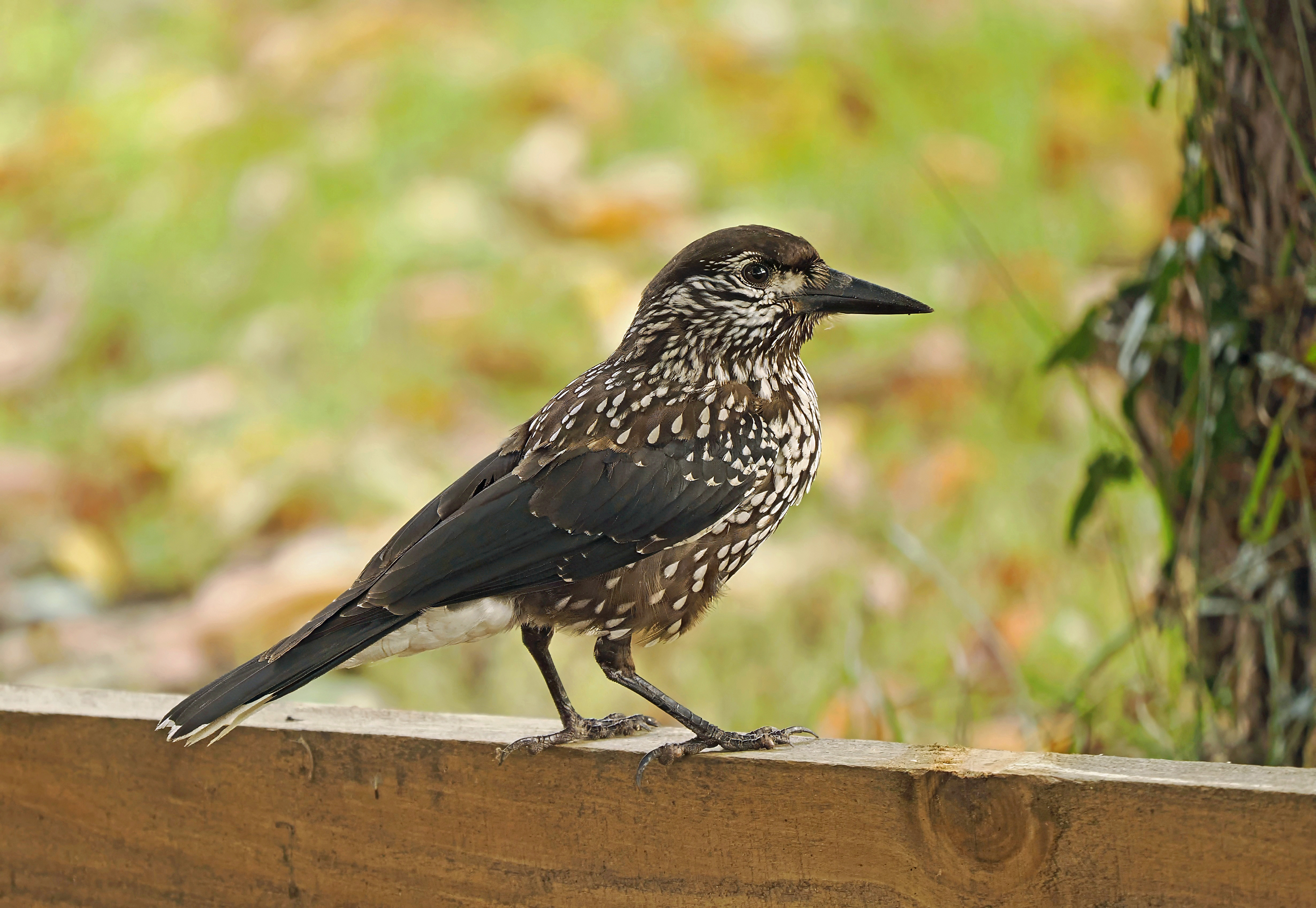 Slender-billed Nutcracker