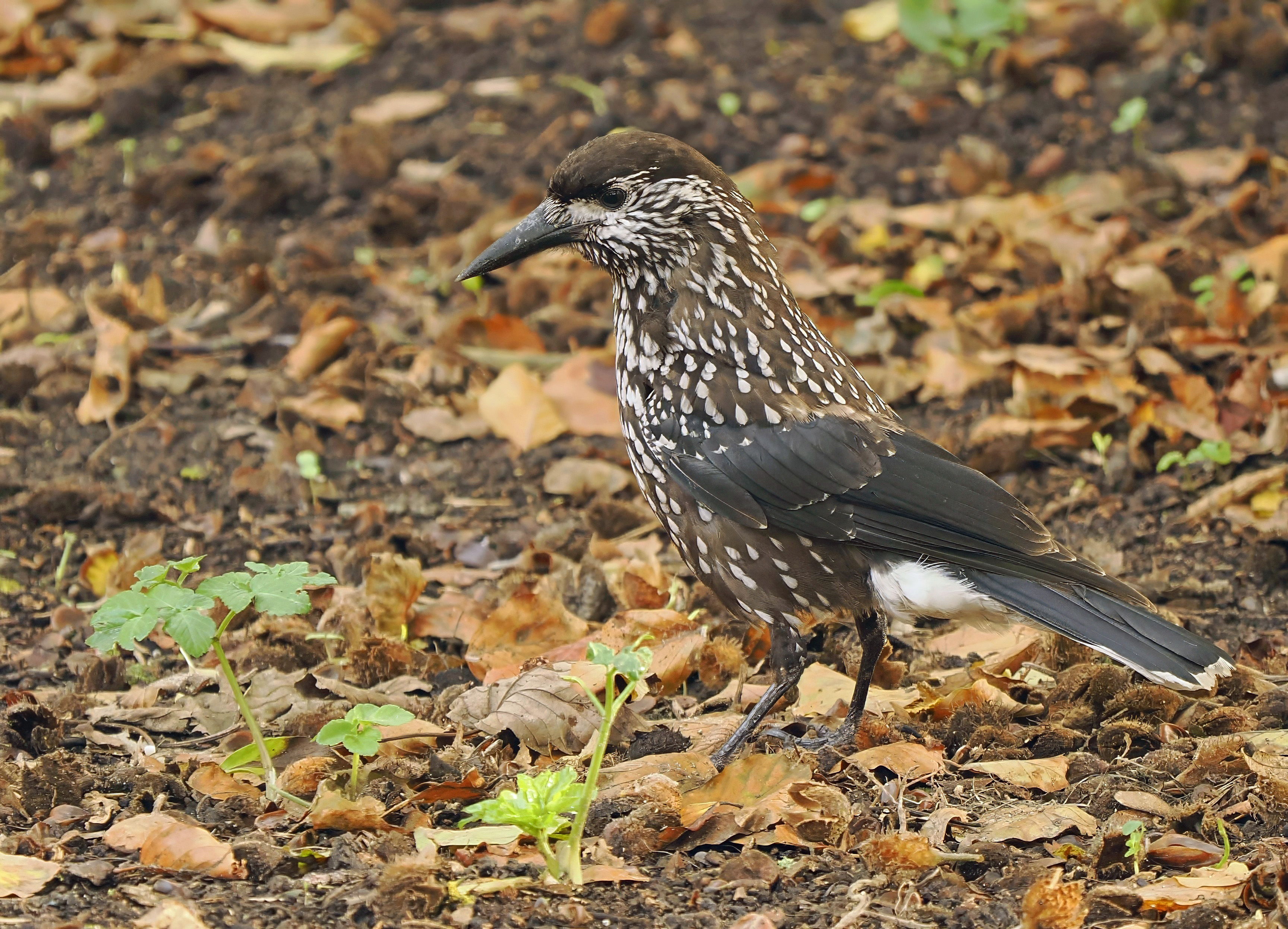 Slender-billed Nutcracker