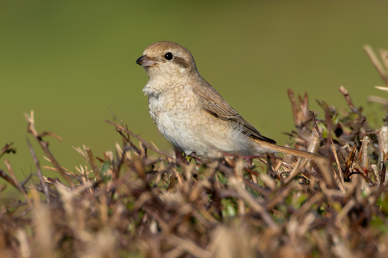 Isabelline Shrike sp
