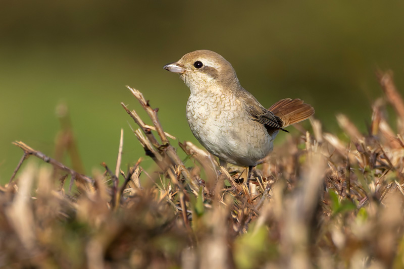 Isabelline Shrike sp