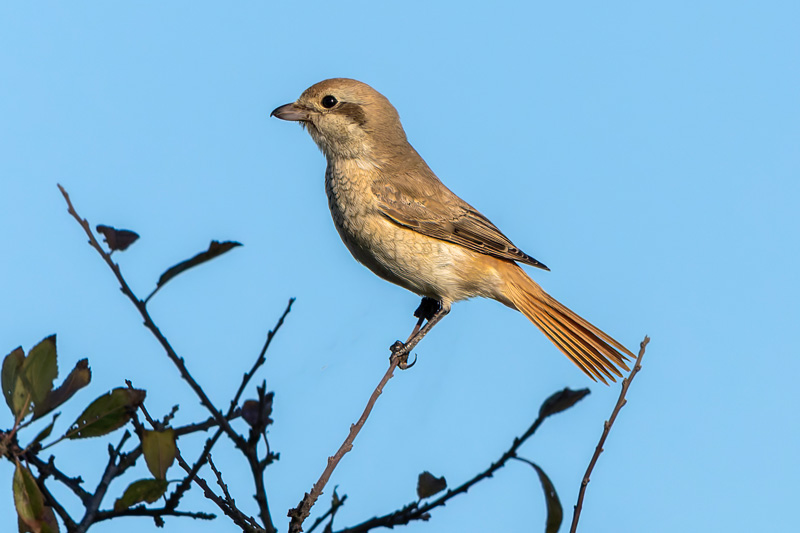 Isabelline Shrike sp
