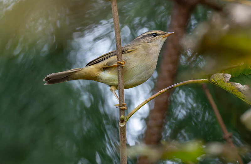Radde's Warbler