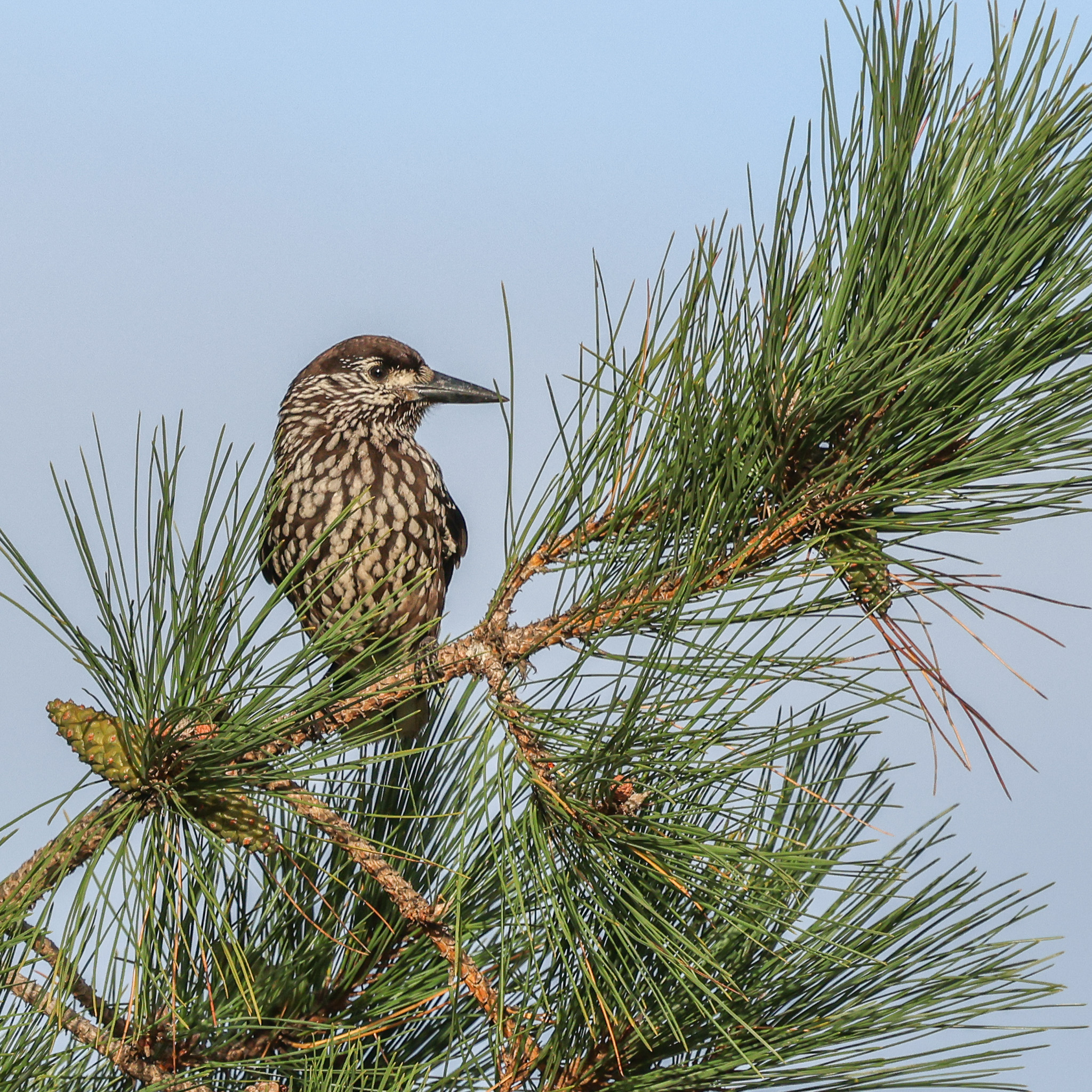 Slender-billed Nutcracker