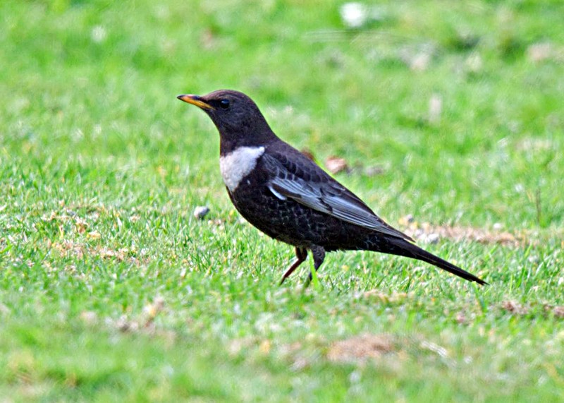 Ring Ouzel
