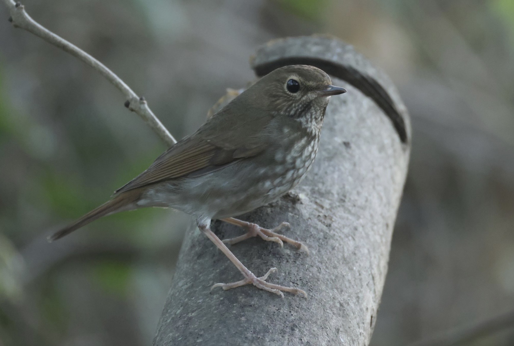 Rufous-tailed Robin