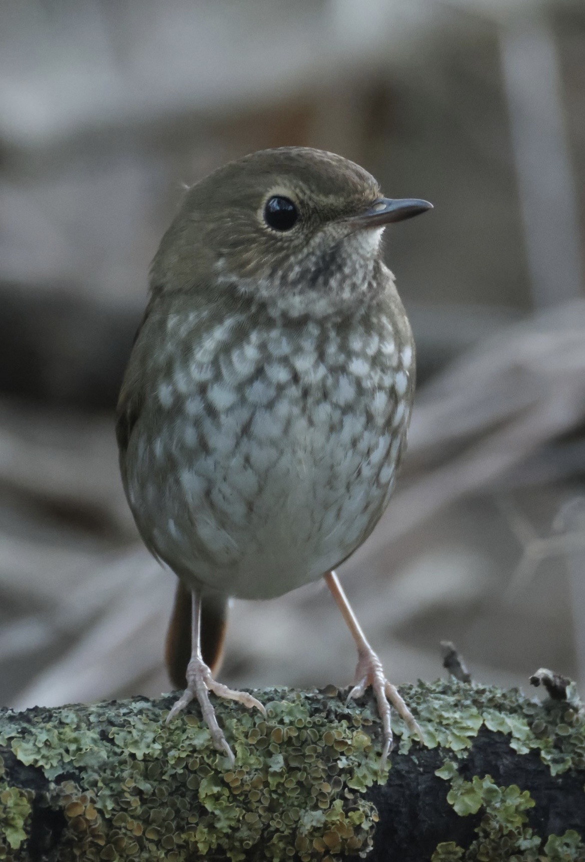 Rufous-tailed Robin