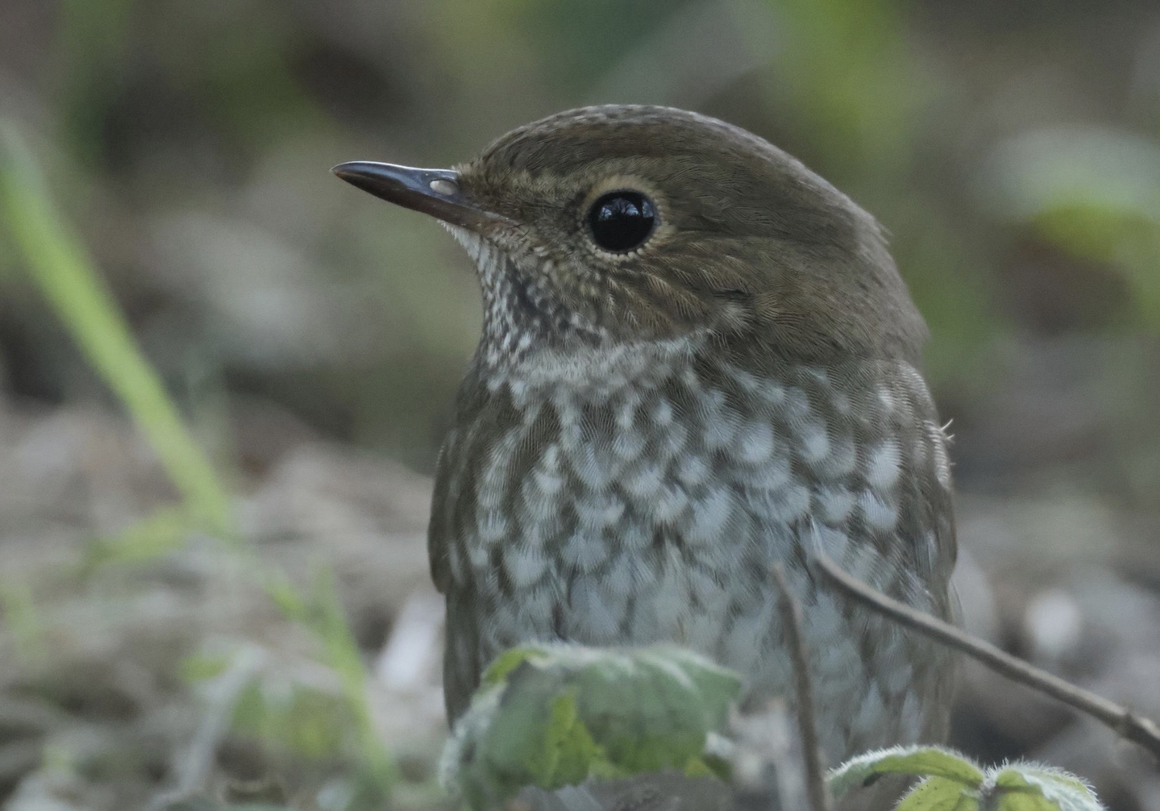 Rufous-tailed Robin