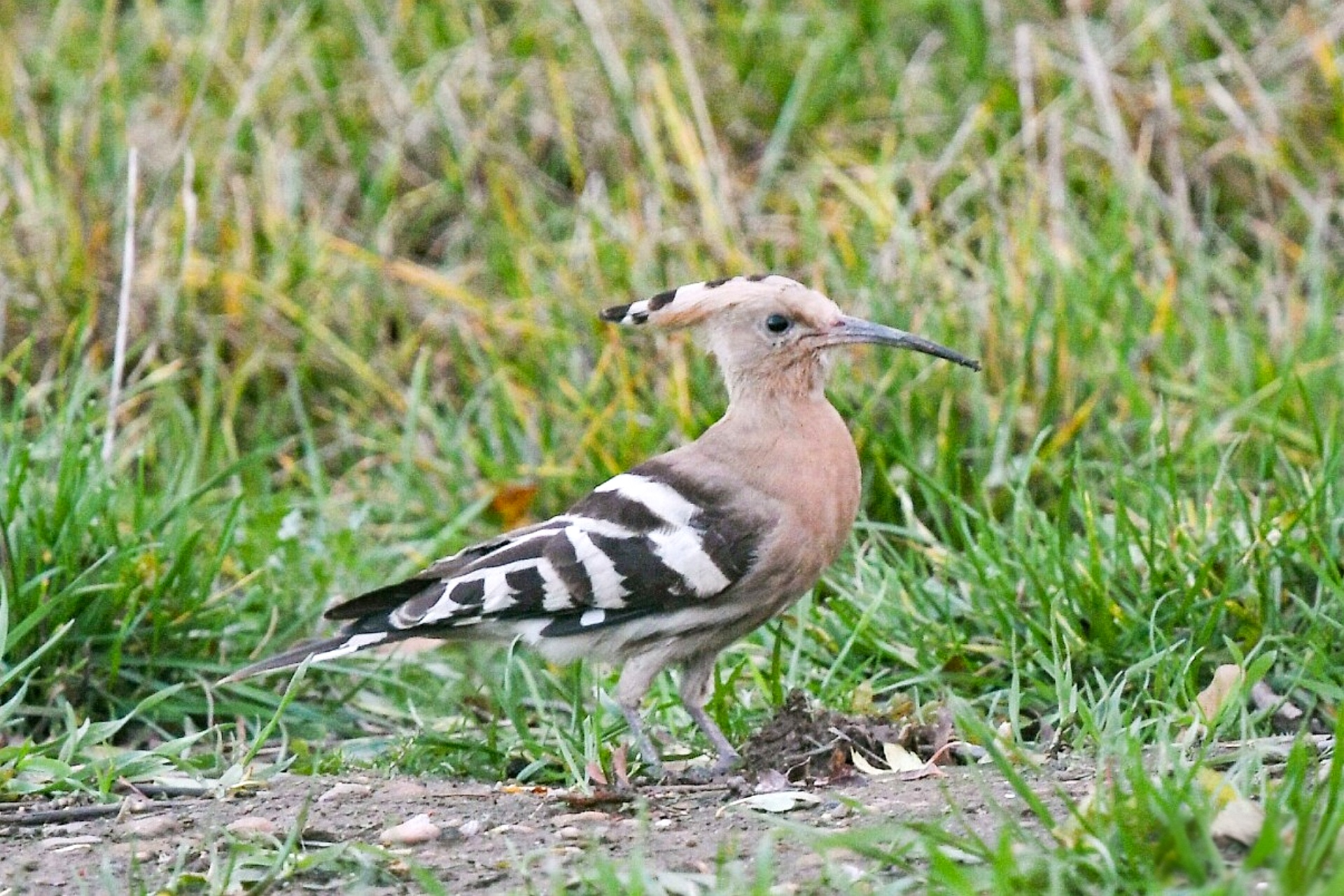 Hoopoe