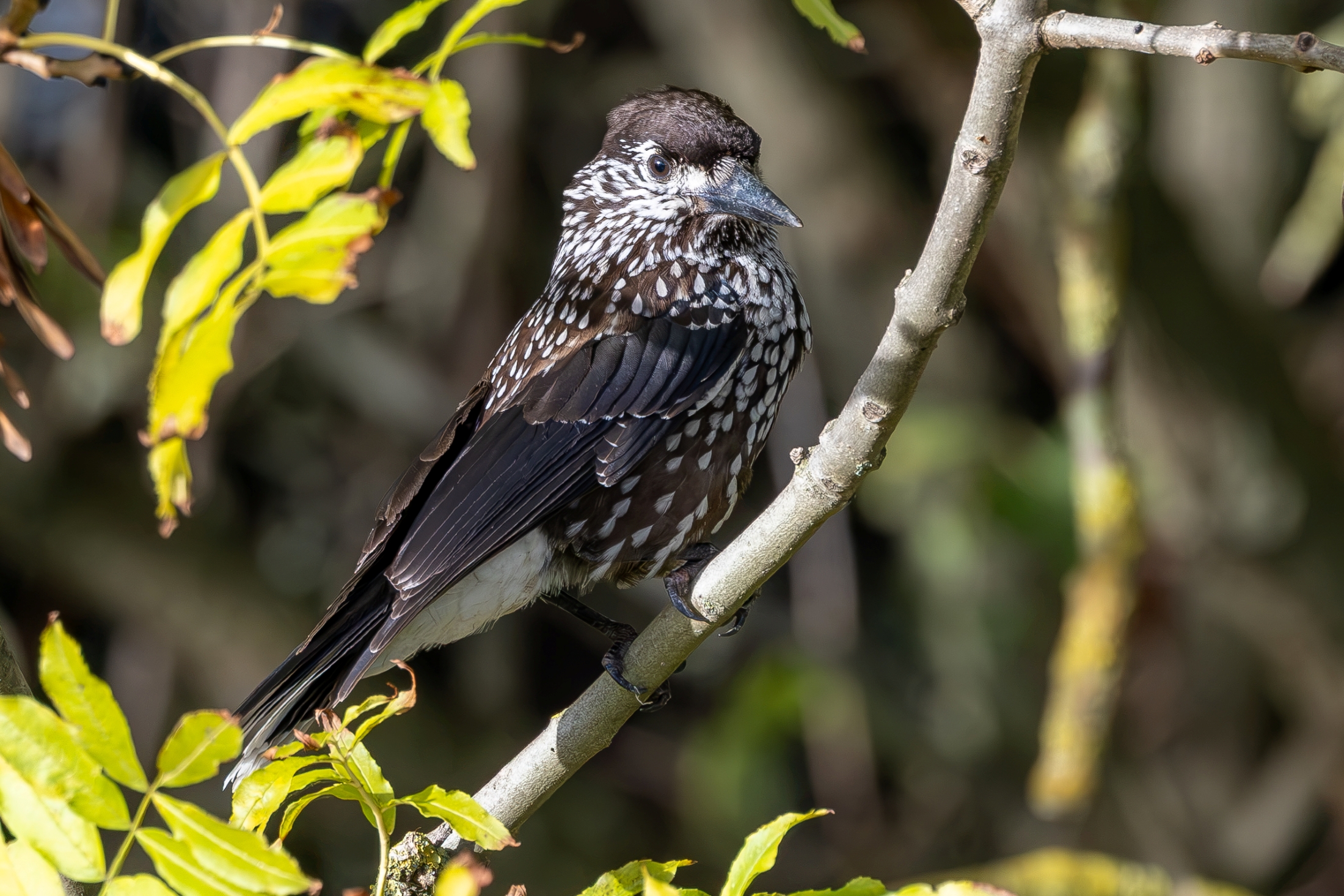 Slender-billed Nutcracker