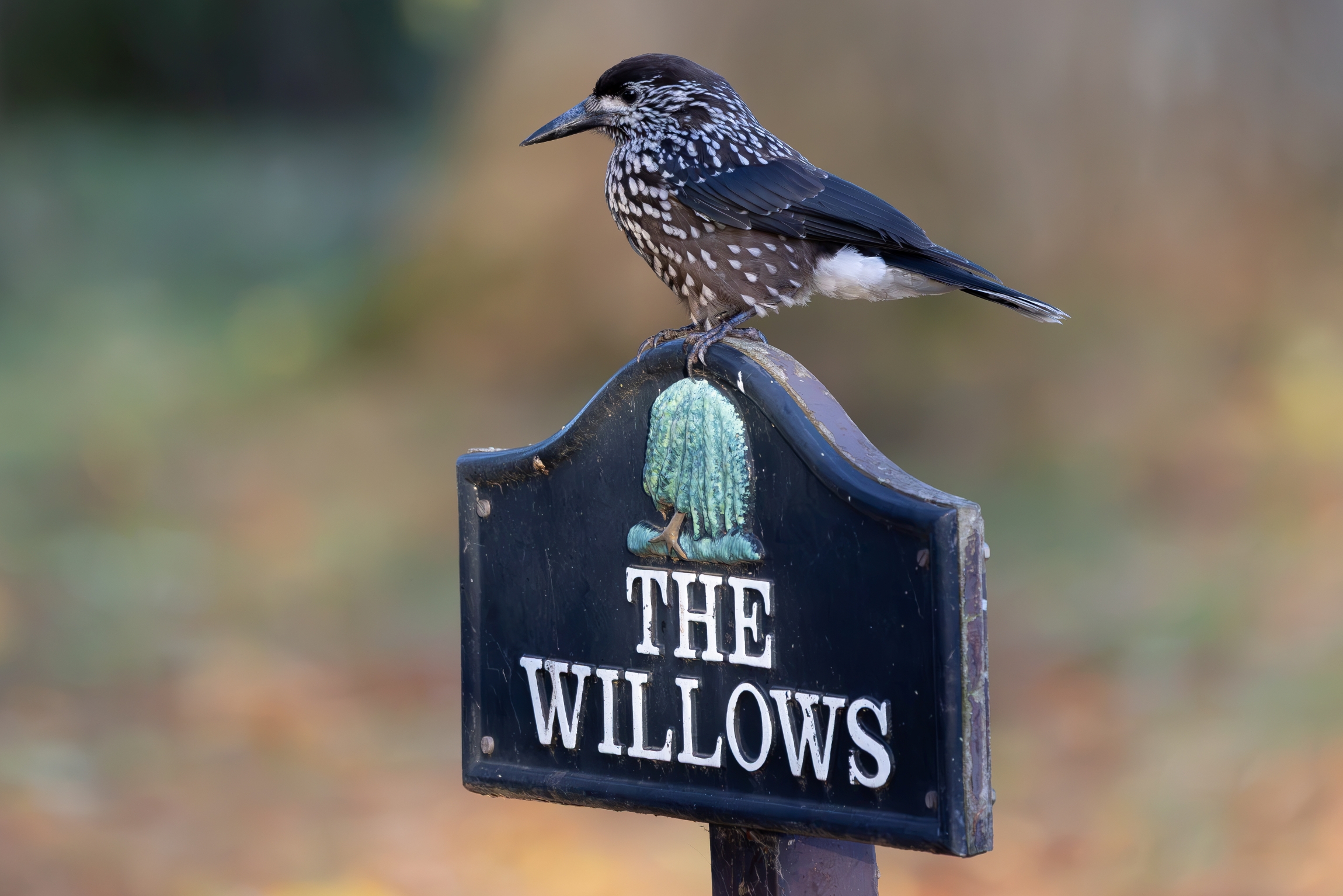 Slender-billed Nutcracker