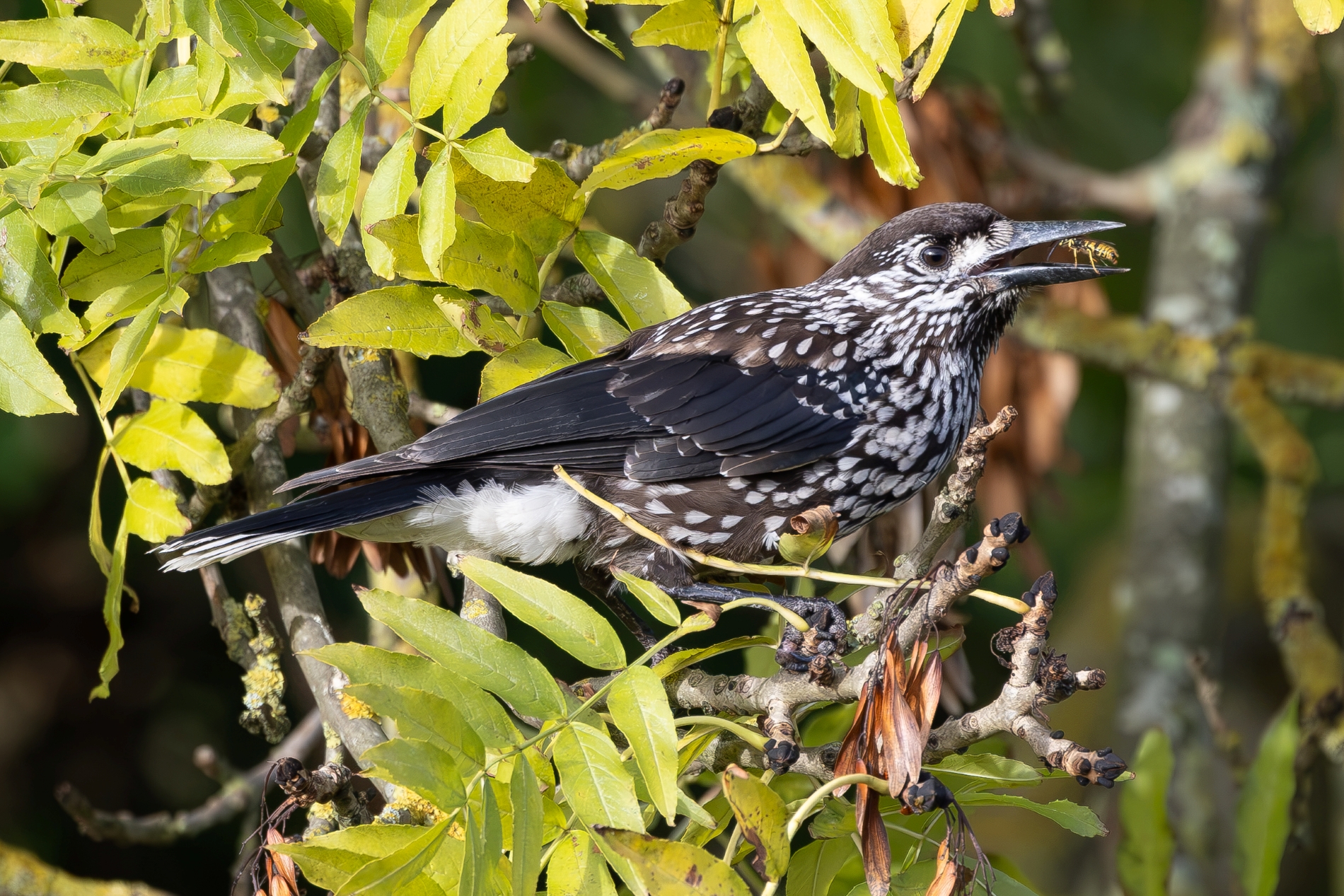 Slender-billed Nutcracker