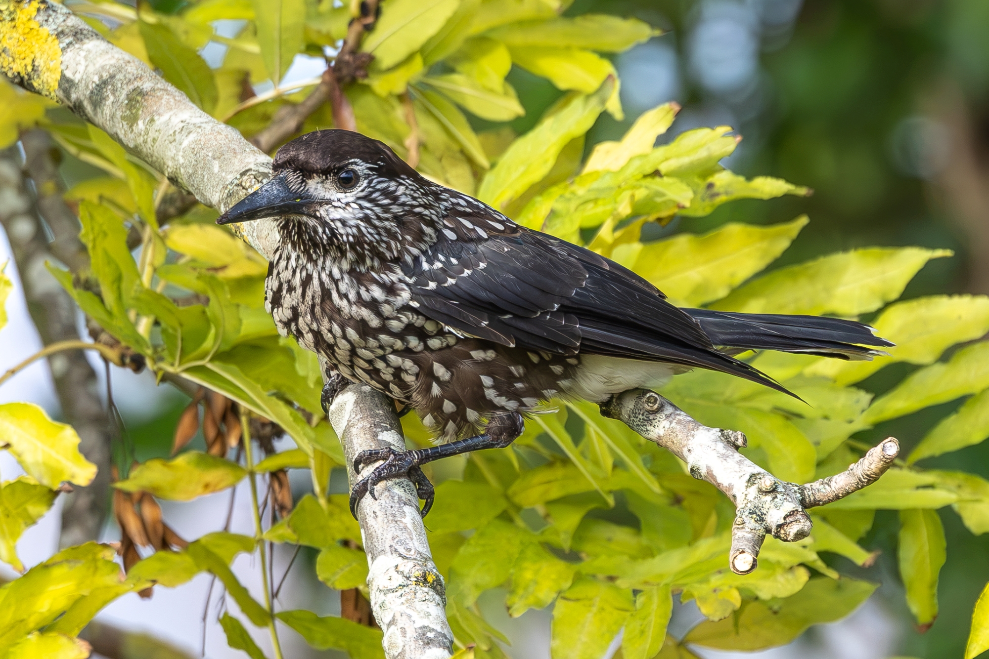 Slender-billed Nutcracker