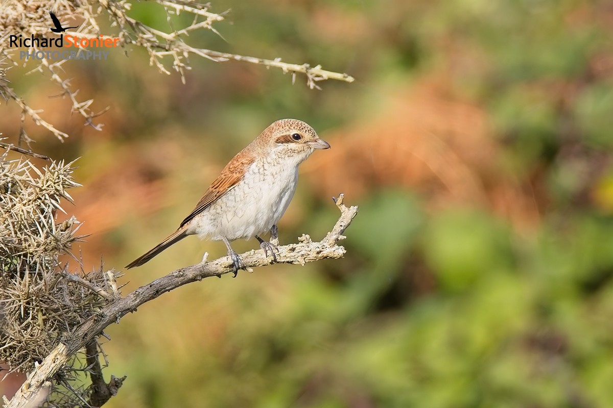 Red-backed Shrike