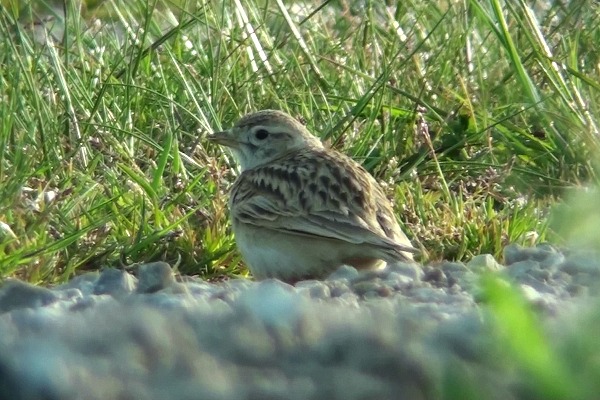 Short-toed Lark