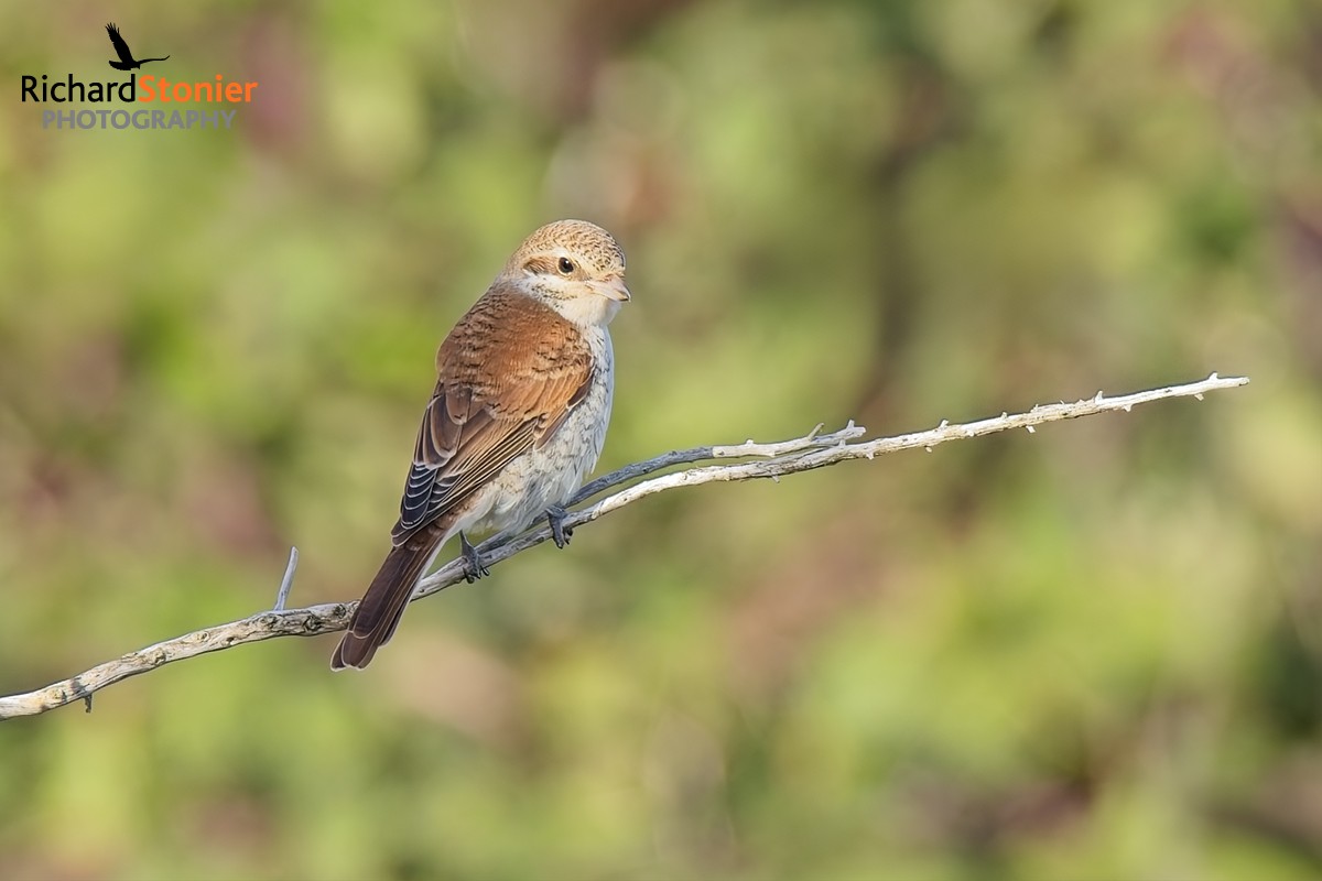 Red-backed Shrike
