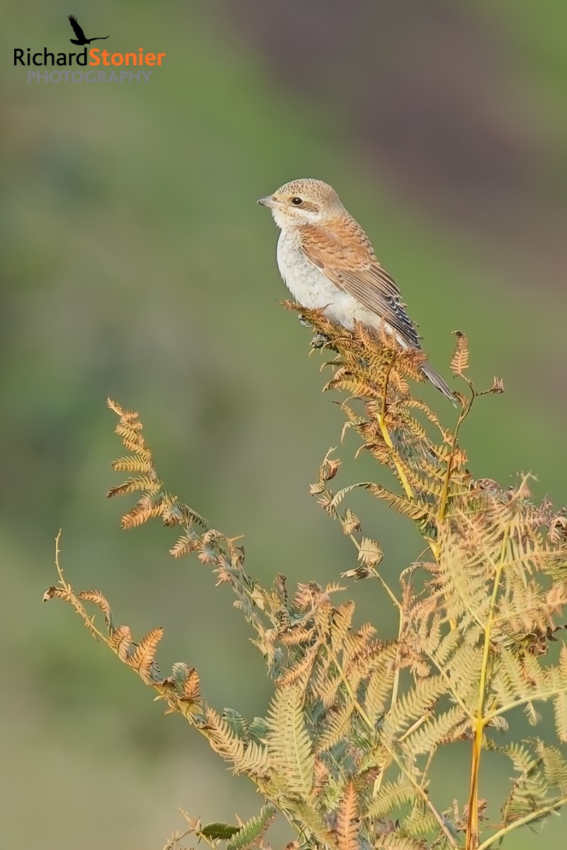 Red-backed Shrike
