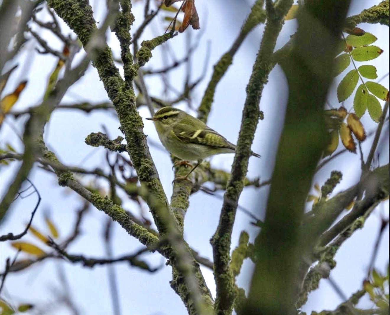 Pallas's Warbler
