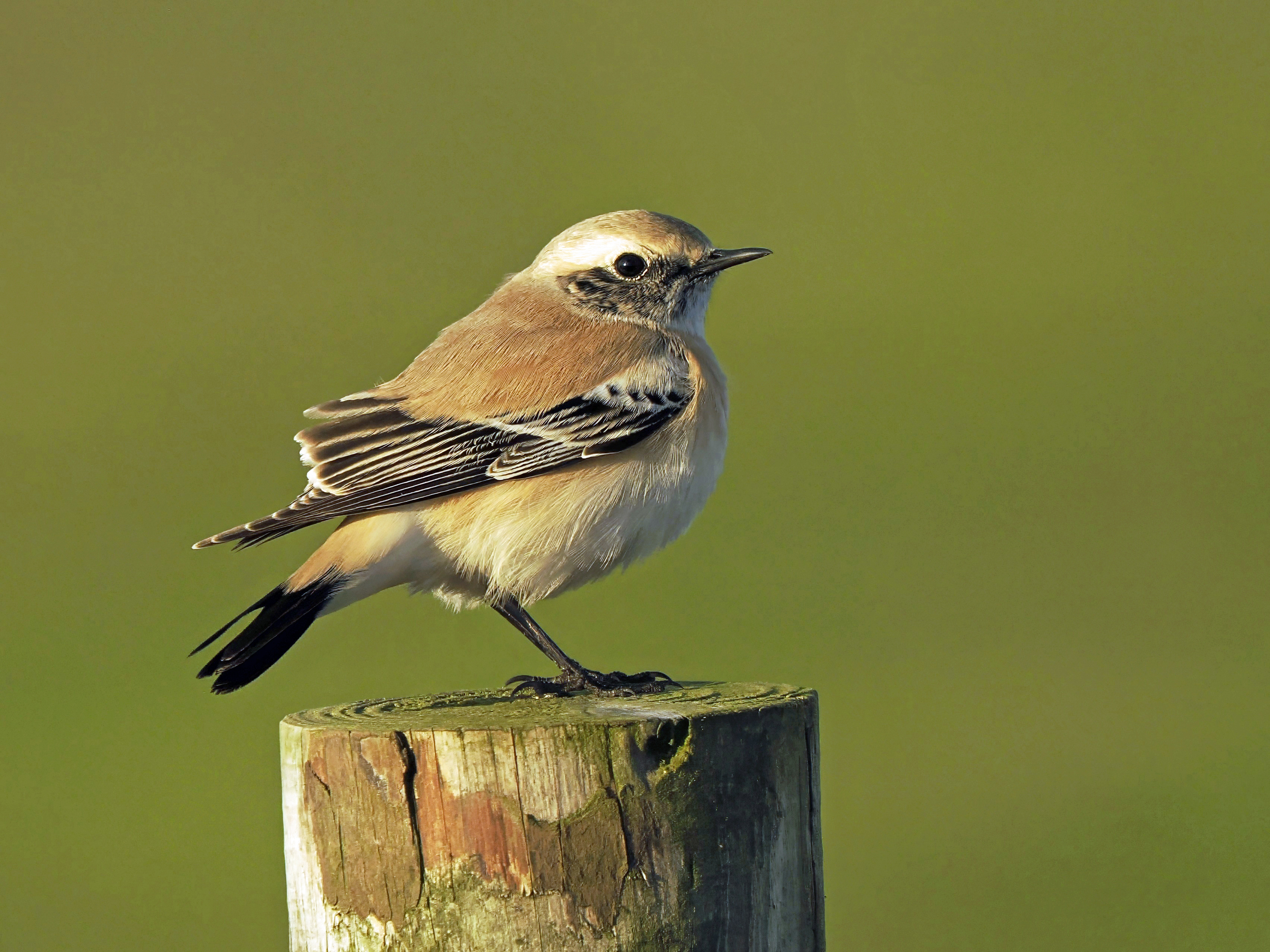 Desert Wheatear