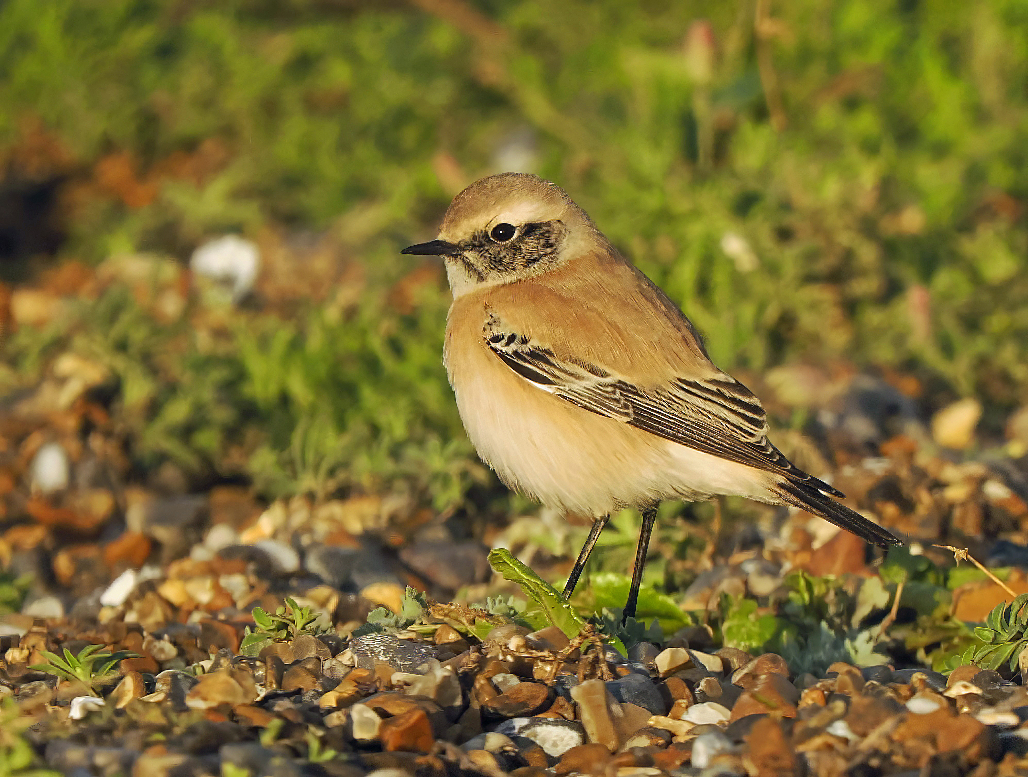 Desert Wheatear