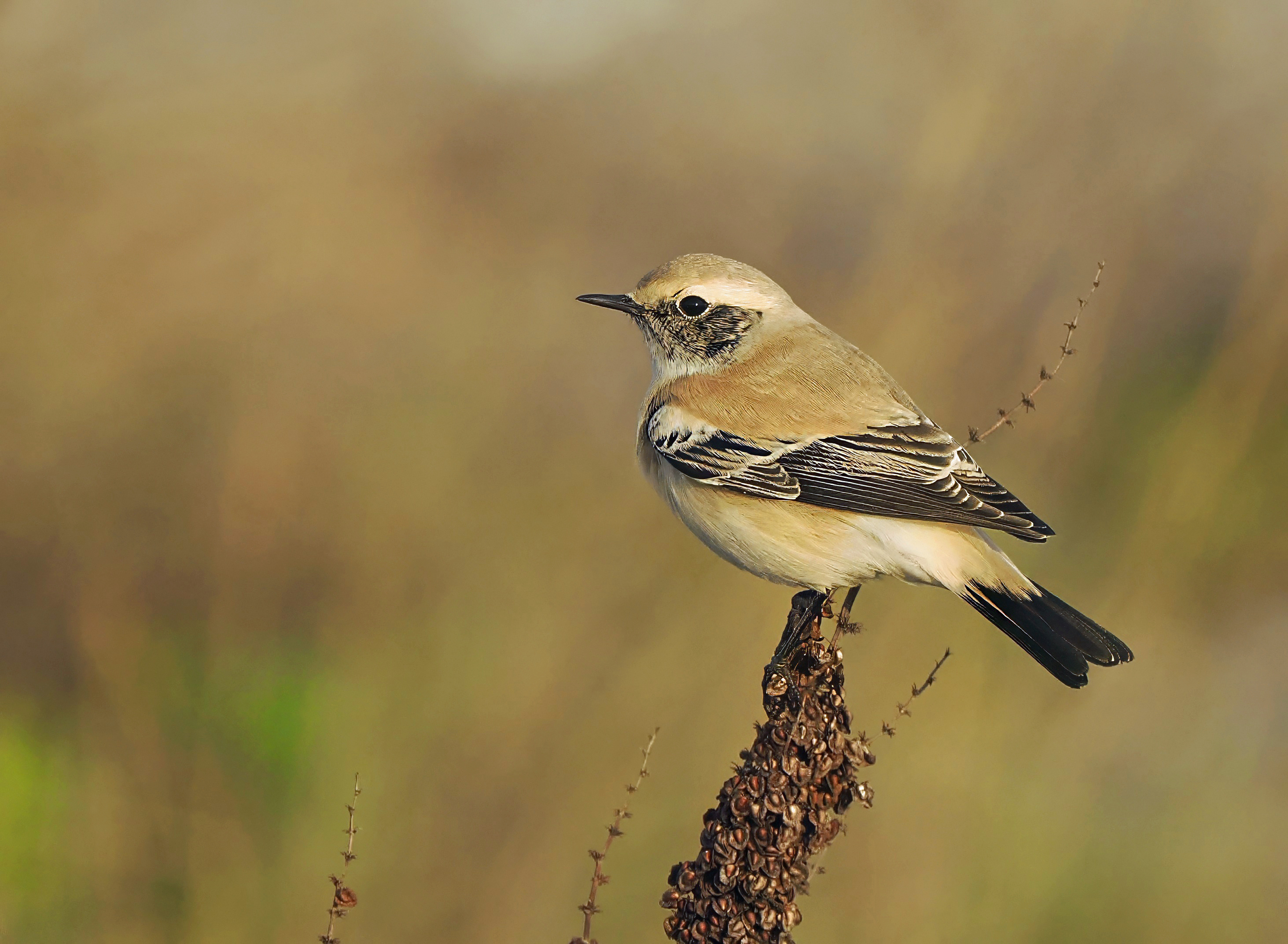 Desert Wheatear