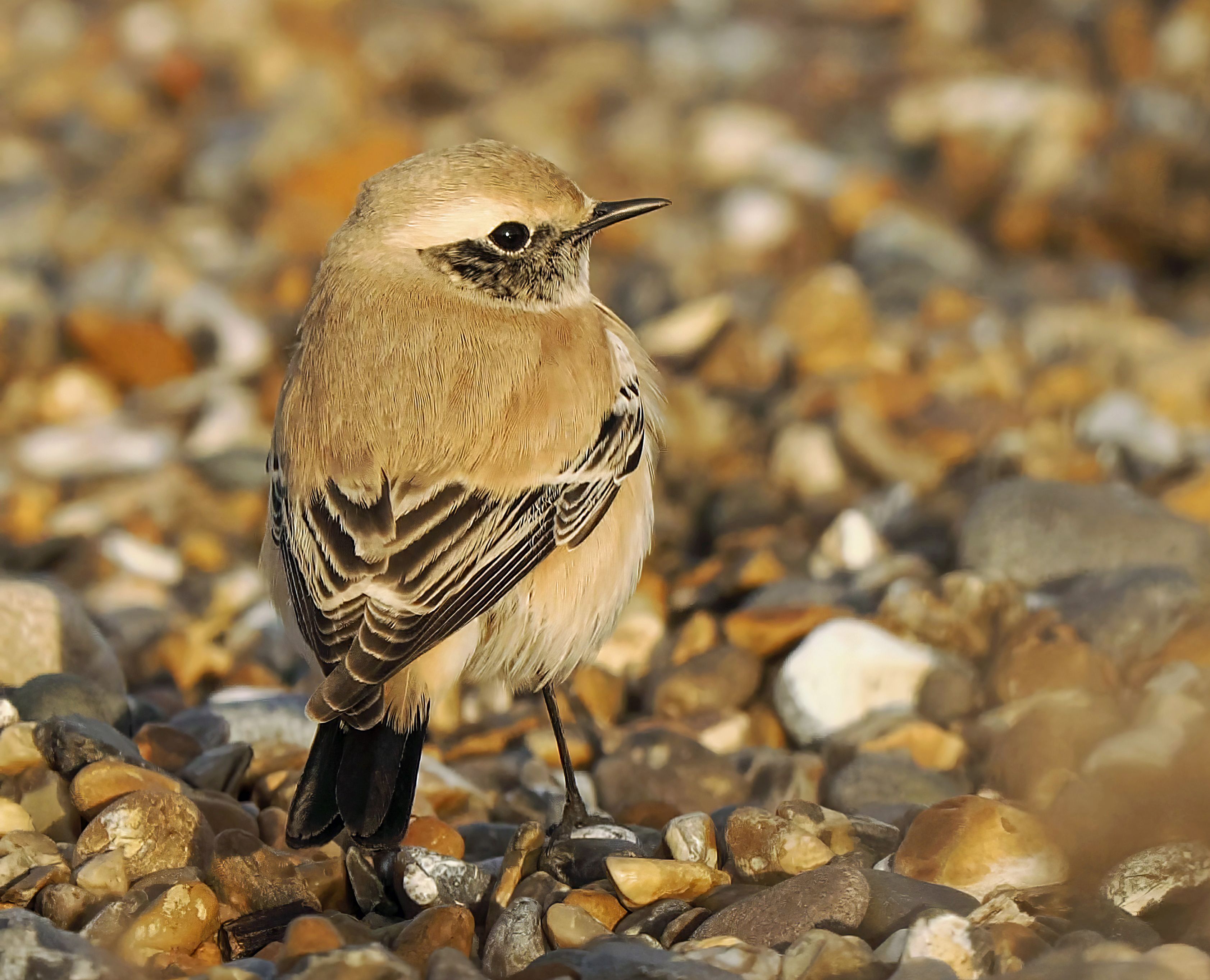 Desert Wheatear