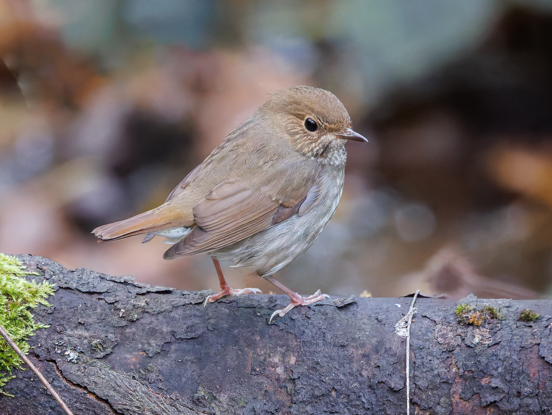 Rufous-tailed Robin