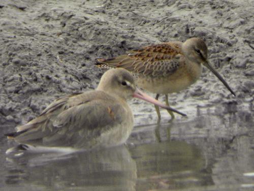Long-billed Dowitcher