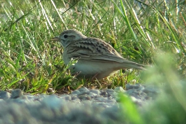 Short-toed Lark