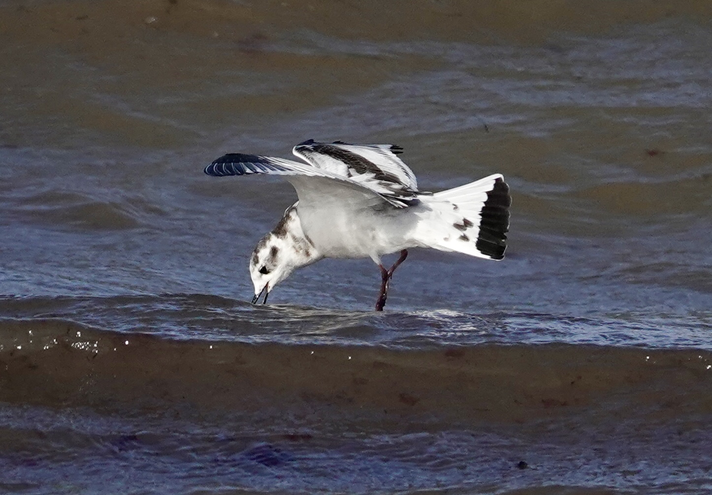 Little Gull