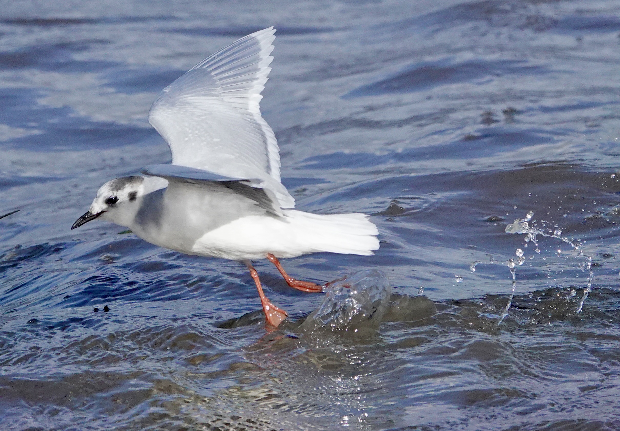 Little Gull
