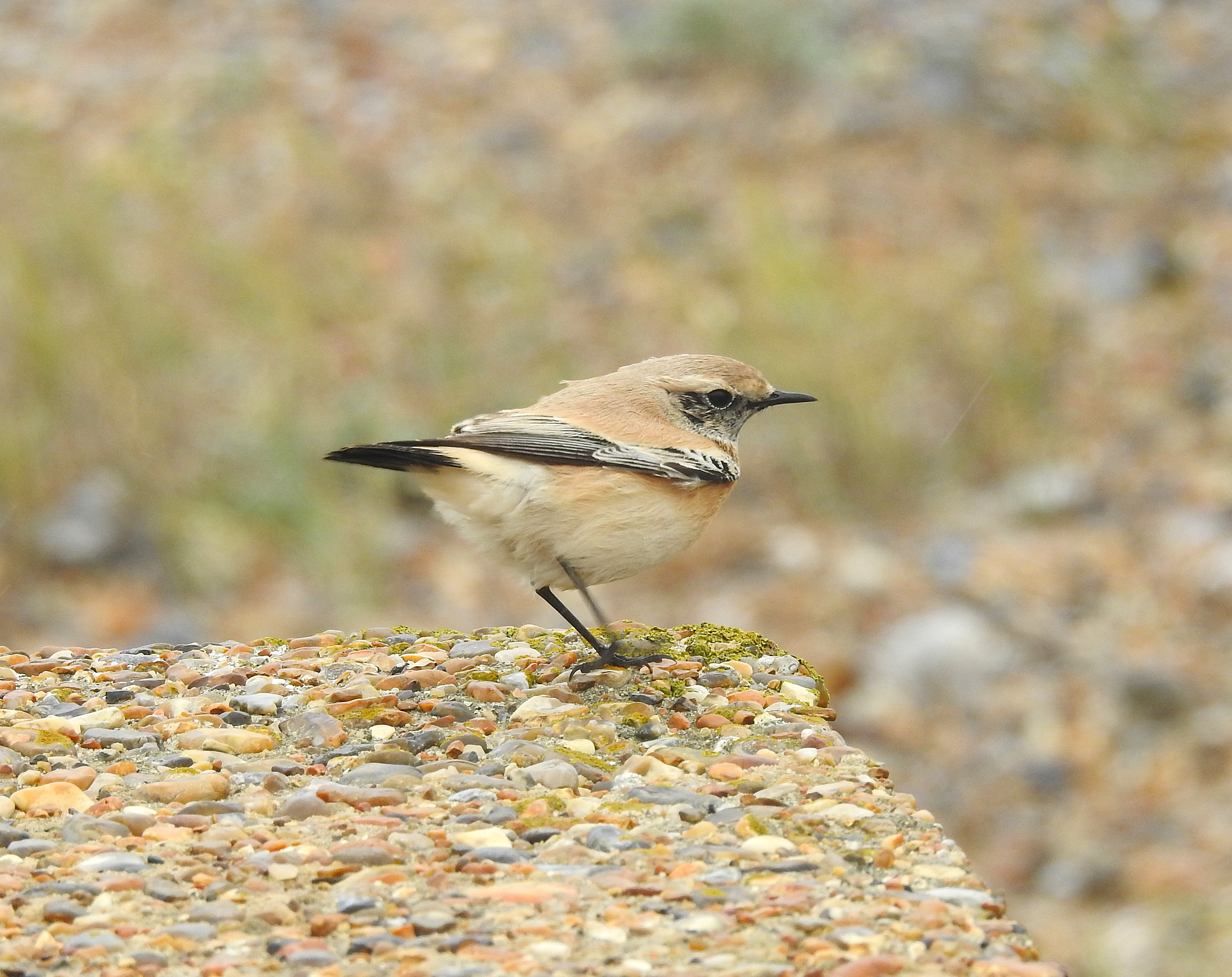 Desert Wheatear