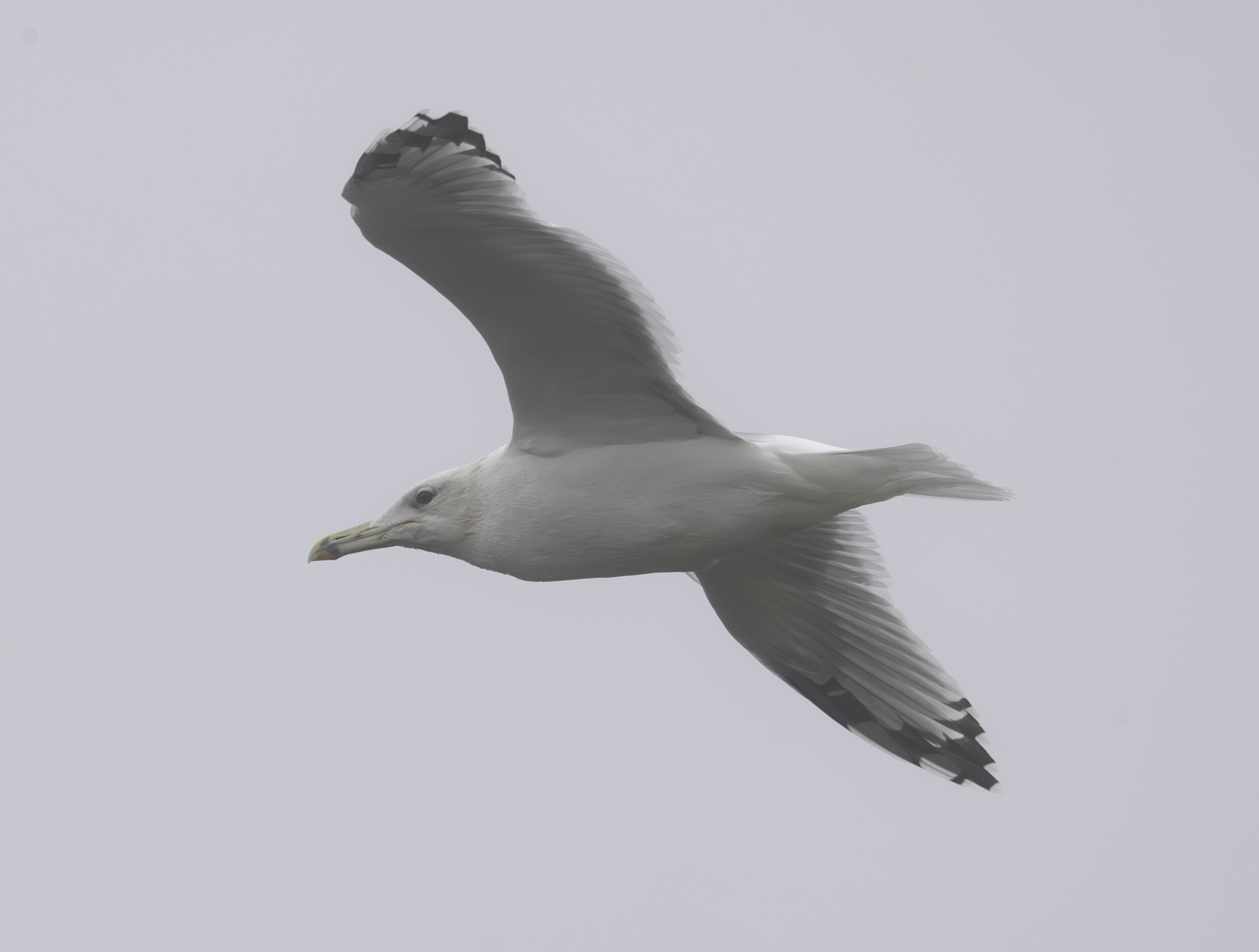 Caspian Gull